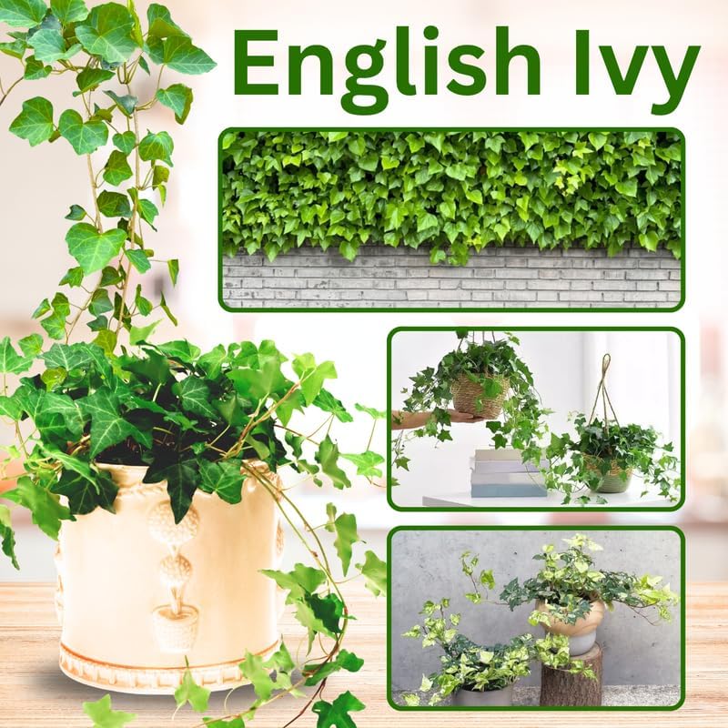 2 Pots English Ivy Live Plants, Perennial English Ivy Vine, 4-8" Tall, Fast-Growing Climbing Ivy for Outdoor Garden, Fence, Containers