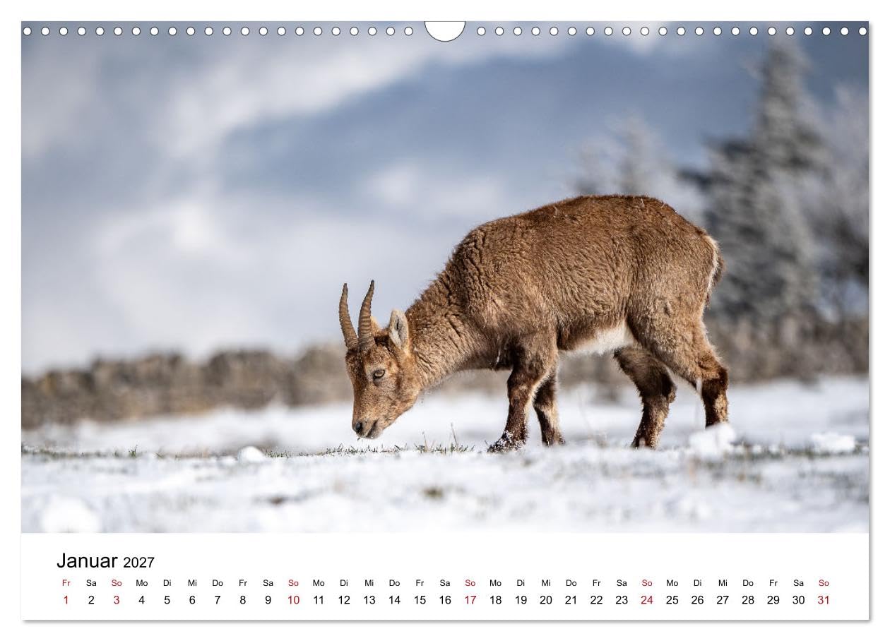 Steinböcke - Eindrückliche Könige der Alpen (Wandkalender 2027 DIN A3 quer), CALVENDO Monatskalender: Stolze Steinböcke in den Schweizer Alpen (CALVENDO Tiere)