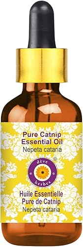 Deve Herbes Aceite esencial de hierba gatera pura (Nepeta cataria) con cuentagotas de vidrio destilado al vapor, 0.06 onzas líquidas