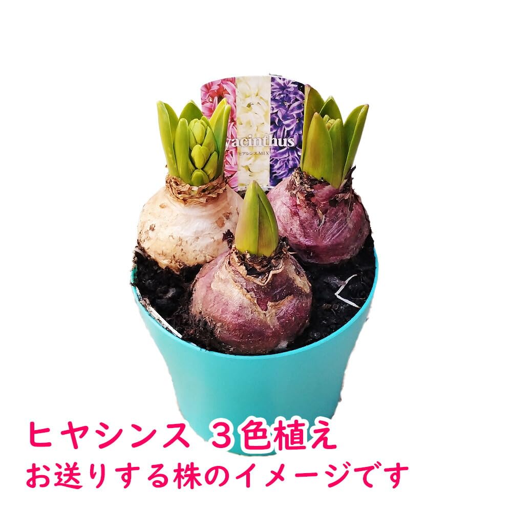 Amazon.co.jp: 「 ヒヤシンス 3色植え 」4号プラスチック鉢(直径12cm