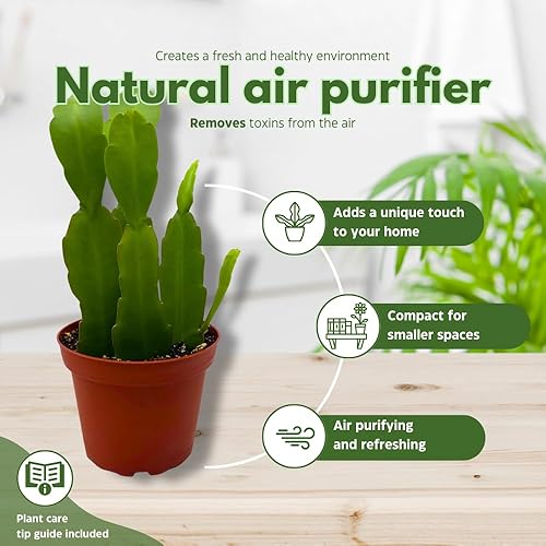 Miniatura 8 de BubbleBlooms Epiphyllum Orchid Cactus en una maceta de 4 pulgadas Disocactus ackermannii,