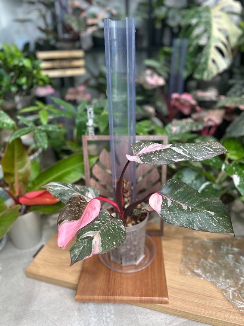 光触媒 人工観葉植物 ウォールグリーン フェイクグリーン 斑入