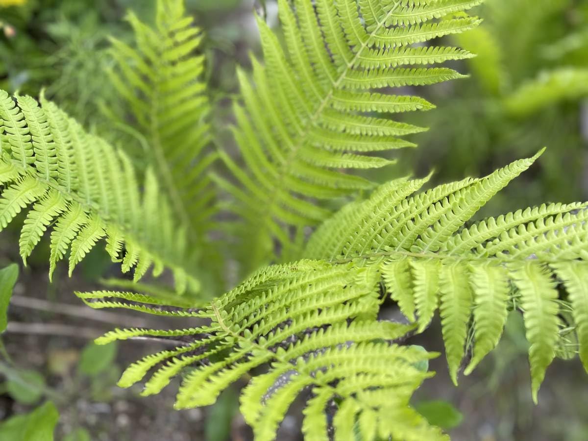山野草、シダ植物 [ シダ植物7種セット ] 楽天市場】(100ポット