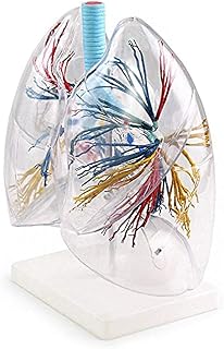 Anatomical Model Heart, Heart and Lung Model, Transparent Human Lung Model, Bronchial Tree Lung Anatomy, Thoracic Surgery Respiratory Model for Class Students, Teaching Suppliers