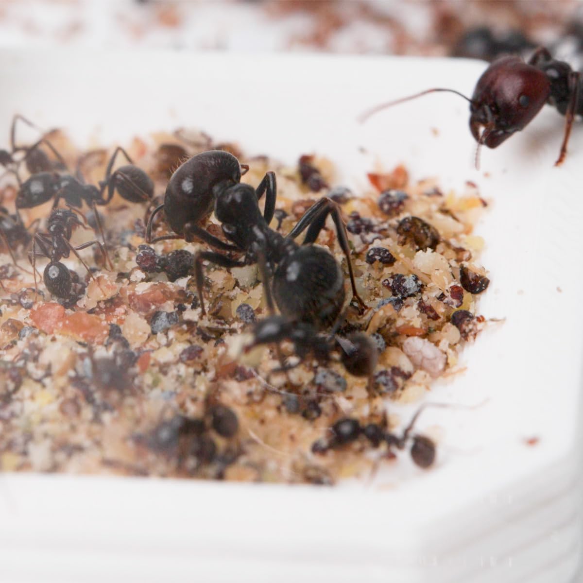 Starter-Set Messor Barbarus | Modularer Ameisenhaufen | inklusive Ameisen (matt-weiß)