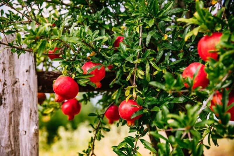 25 Semillas de Granado - Punica Granatum