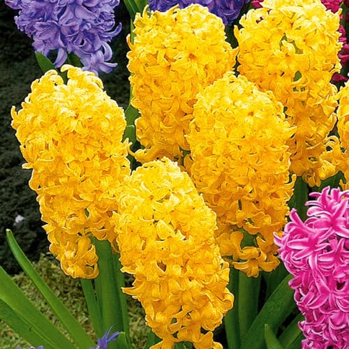 Giacinto bulbi,piante erbacee perenni, bulbi da fiore resistenti al freddo e alla siccità,giacinto d acqua pianta(senza semi, non artificiale e resistente al freddo)-4bulbi