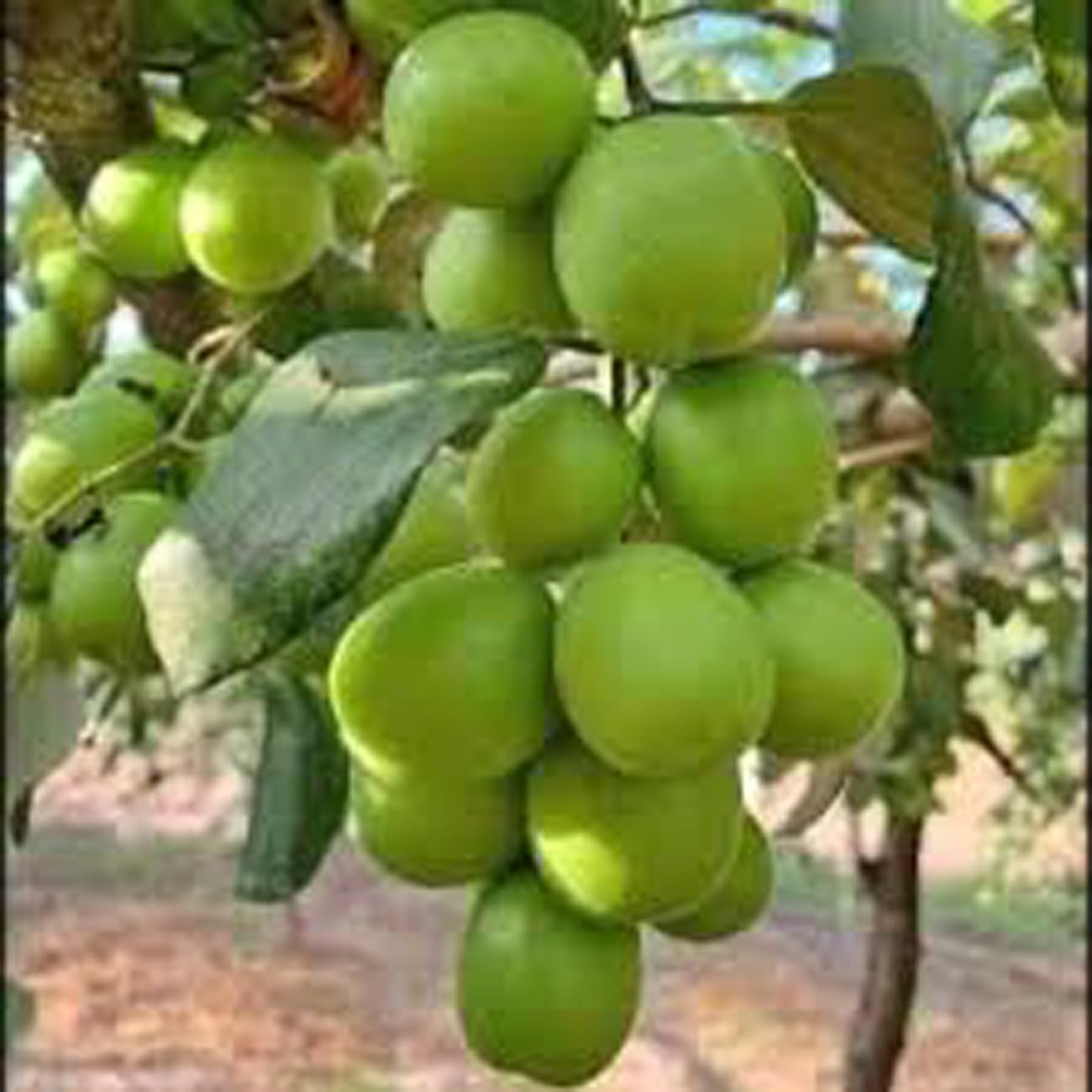Cloud Farm Hybrid Grafted Thai Green Apple Ber Plant CF20647 (B0C93GMMLS) Amazon Price History, Amazon Price Tracker
