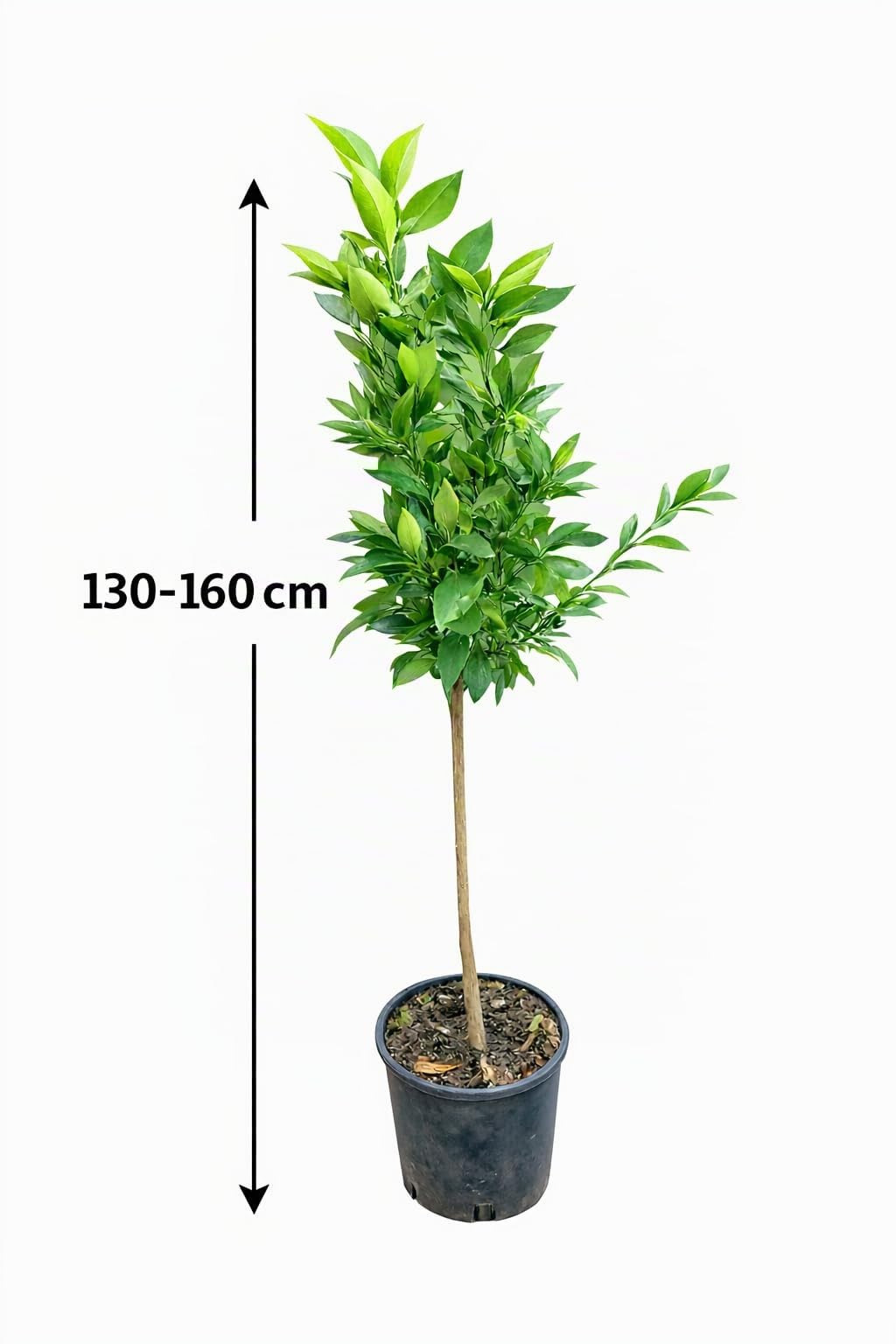 Satsuma-Mandarine Baum 130-160 cm – Citrus Unshiu – Winterharte Zitruspflanze mit süßen, kernlosen Früchten – Perfekt für Garten, Balkon & Wintergarten