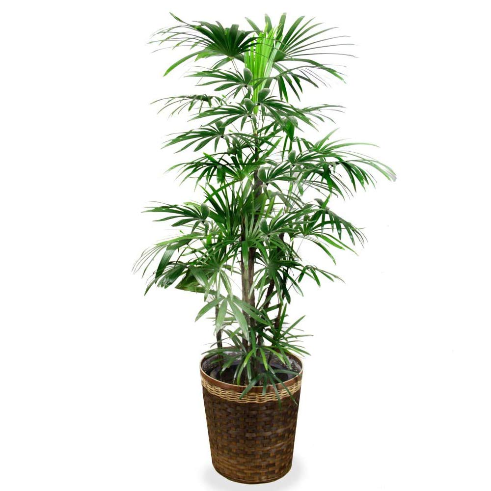 Amazon｜観葉植物 棕櫚竹（シュロチク） 10号 鉢カバー付 室内用 和風 