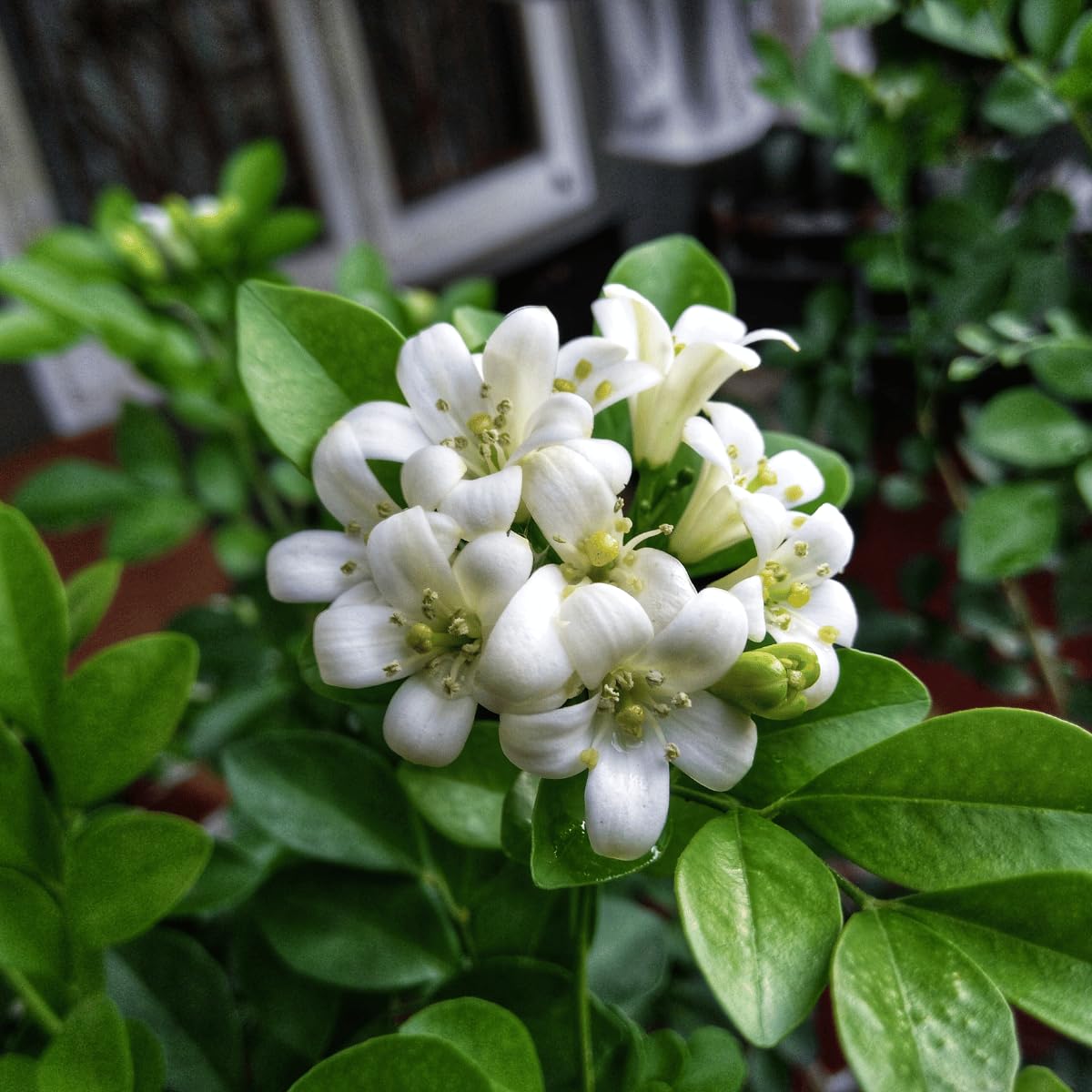 Kamini Bonsai Live Plant Pack of 1 for Terrace & Garden | Easy to Prune, Dense Bushy Greenery, White Flowering Plant, Patio & Balcony Use, Compact Potted Plant-image-12