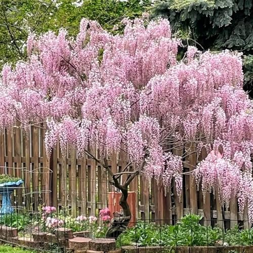 semi resistenti di glicine - balcone rampicanti giardino perenni esterni 8pcs