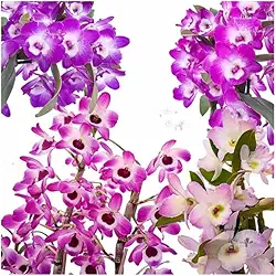 Kit 4 Orquídeas Dendrobium Plantas Adultas
