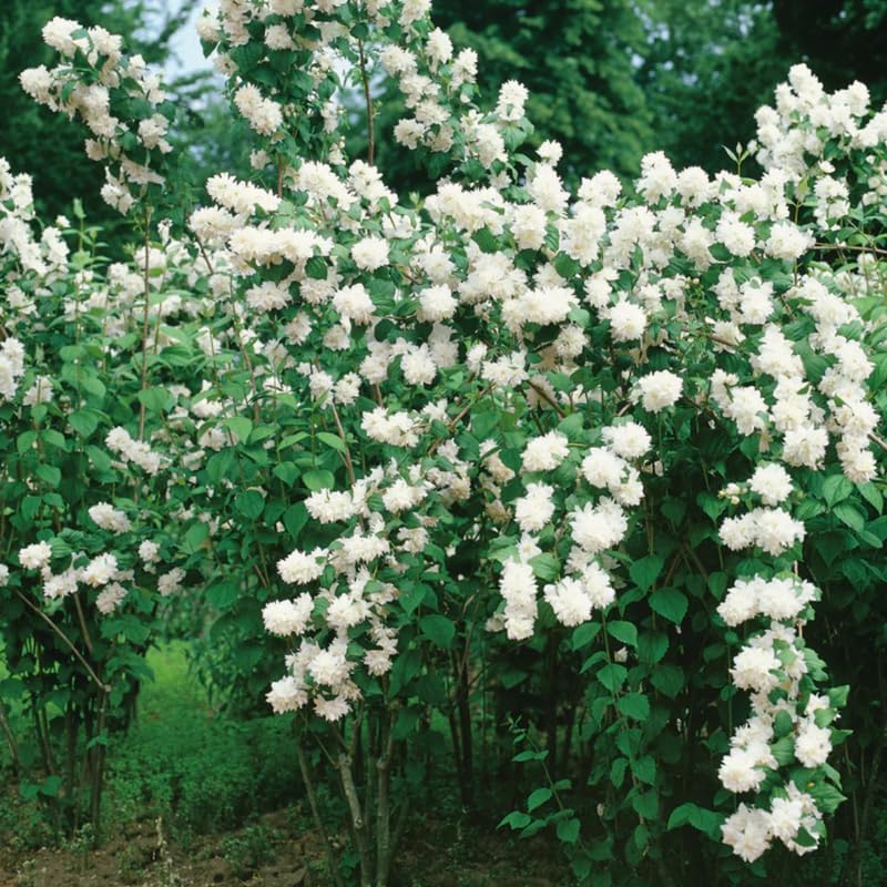 10 Months Old Mock Orange Live Plants, White Flower Mock Orange Tree for Planting, Ready to Plant, Dormant in Winter, Fragrant
