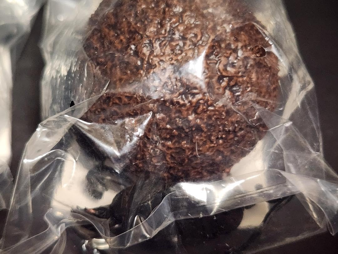 コンゴDR 赤道州 ゴライアスハナムグリ メス 53mm コンゴDR 赤道州 ゴライアスハナムグリ メス 53mm コンゴDR 赤道州