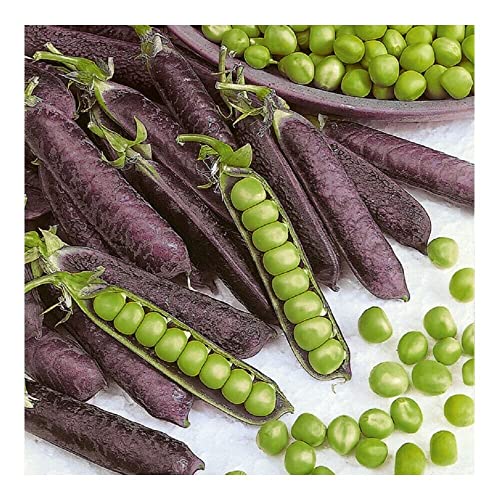 Buy4seeds 200 Seeds Pea Purple blauwschokker Easy to Grow