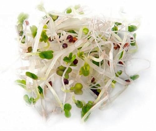 Miniatura 4 de Semillas de brócoli sin OMG para brotar brotes Microgreens (14oz de Pure Seed (70000+Seeds)). Marca Country Creek LLC.