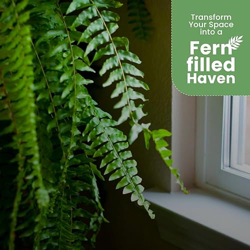 Vista 42 de American Plant Exchange Planta de helecho cola de zorro viva, maceta para decoración del hogar y jardín, maceta de 10 pulgadas
