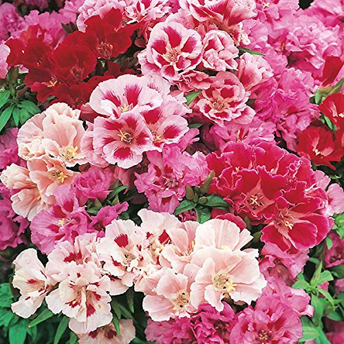 LIVE GREEN Godetia Flower F1 Hybrid Seeds Small Pack (LG-SSED61) (B07JJB21LZ) Amazon Price History, Amazon Price Tracker