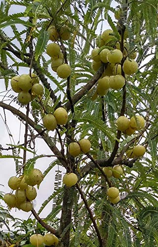 See full amazon price history chart for Plantazee Gooseberry/Big Amla/Mulu Nellikai Live Plant Plantazee Gooseberry/Big Amla/Mulu Nellikai Live Plant (B07ZY3PCBV) Amazon Price History, Amazon Price Tracker