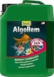 Tetra Pond AlgoRem - 24-Stunden-Soforthilfe gegen grünes Wasser im Gartenteich, bekämpft Schwebealgen, 3 L