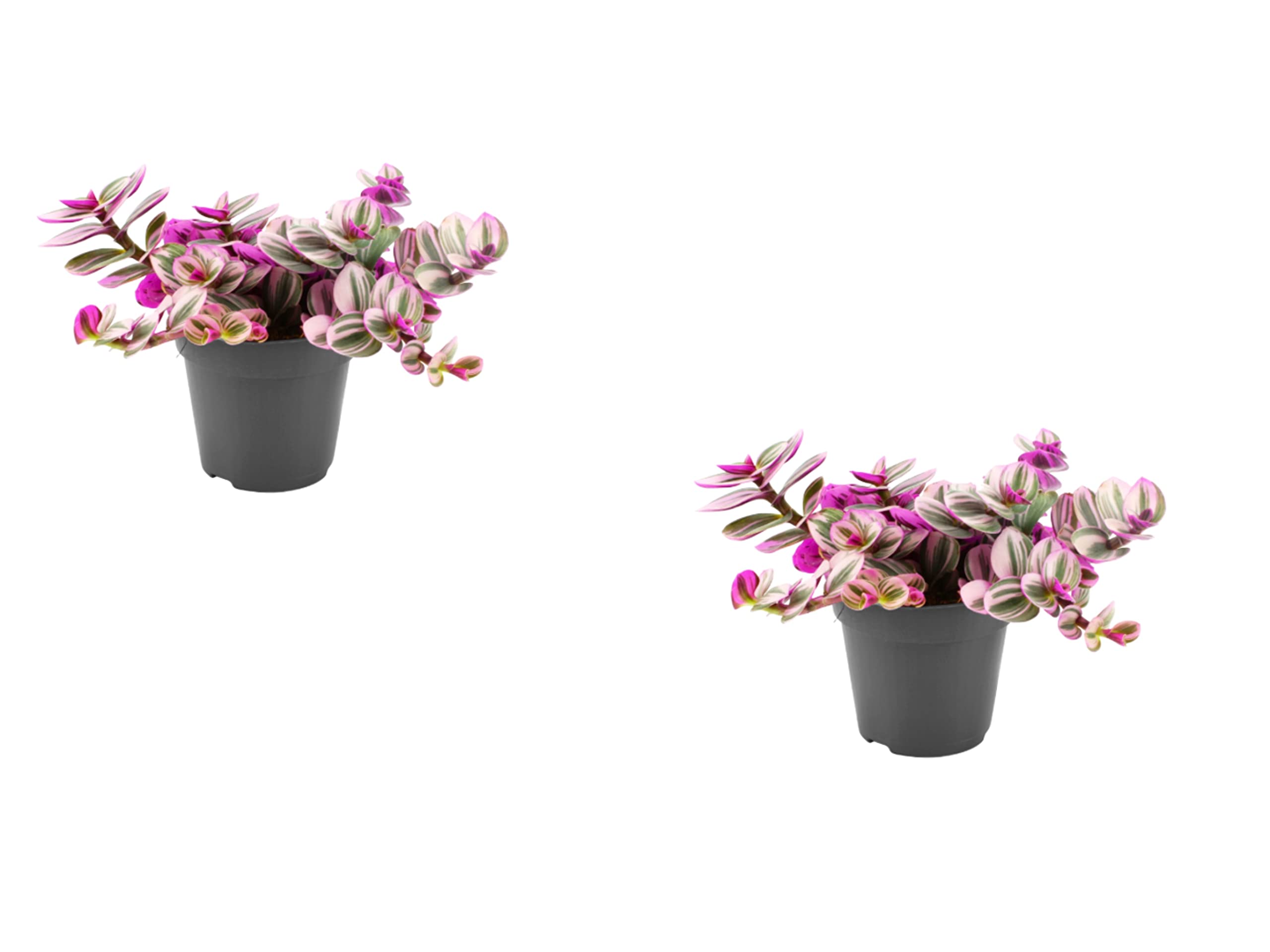 2 x Tradescantia Nanouk in 8cm pots