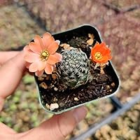 Vista 6 de Plantas de cactus vivos para decoración de oficina en casa (maceta de 2 pulgadas, cactus azul peludo)