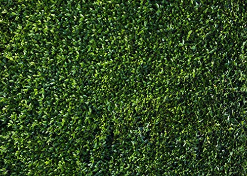 Fondo fotográfico HQM hojas verdes 5x3 FT miniatura 7