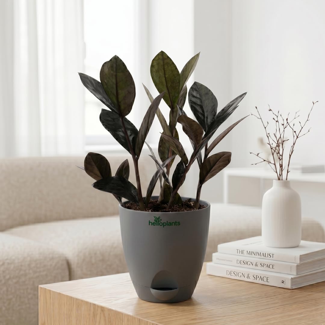 ZZ Black Raven Plant Zamioculcas Zamiifolia Live Indoor Plant Air-Purifying Exotic Dark Foliage for Office and Home in a 4-Inch Self-Watering Matte Grey Pot-image-39