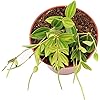 Product Photo 2