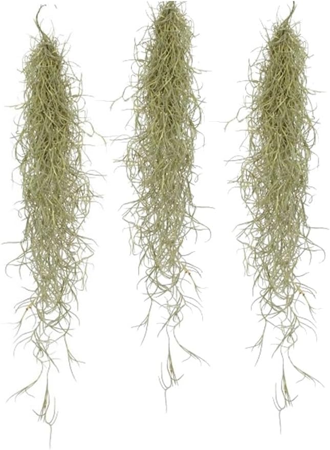 Pack De 5 Tillandsias - Plantes Aériennes Sans Terre H5-10cm, Faciles à Entretenir