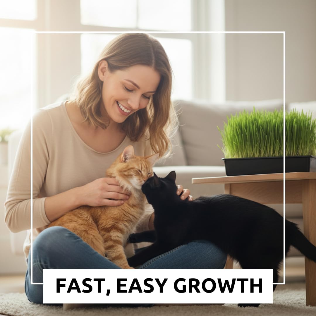 Cat Grass Seeds for Growing | 4 Way Blend, Rye, Wheat, Oats and Barley | Made in USA, Ships from Iowa. (25 Pounds)