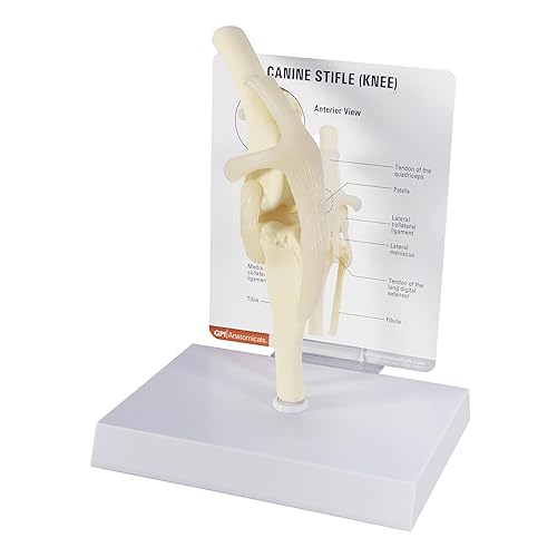 GPI Anatomicals - Canine Knee Model, Normal Knee Joint Replica