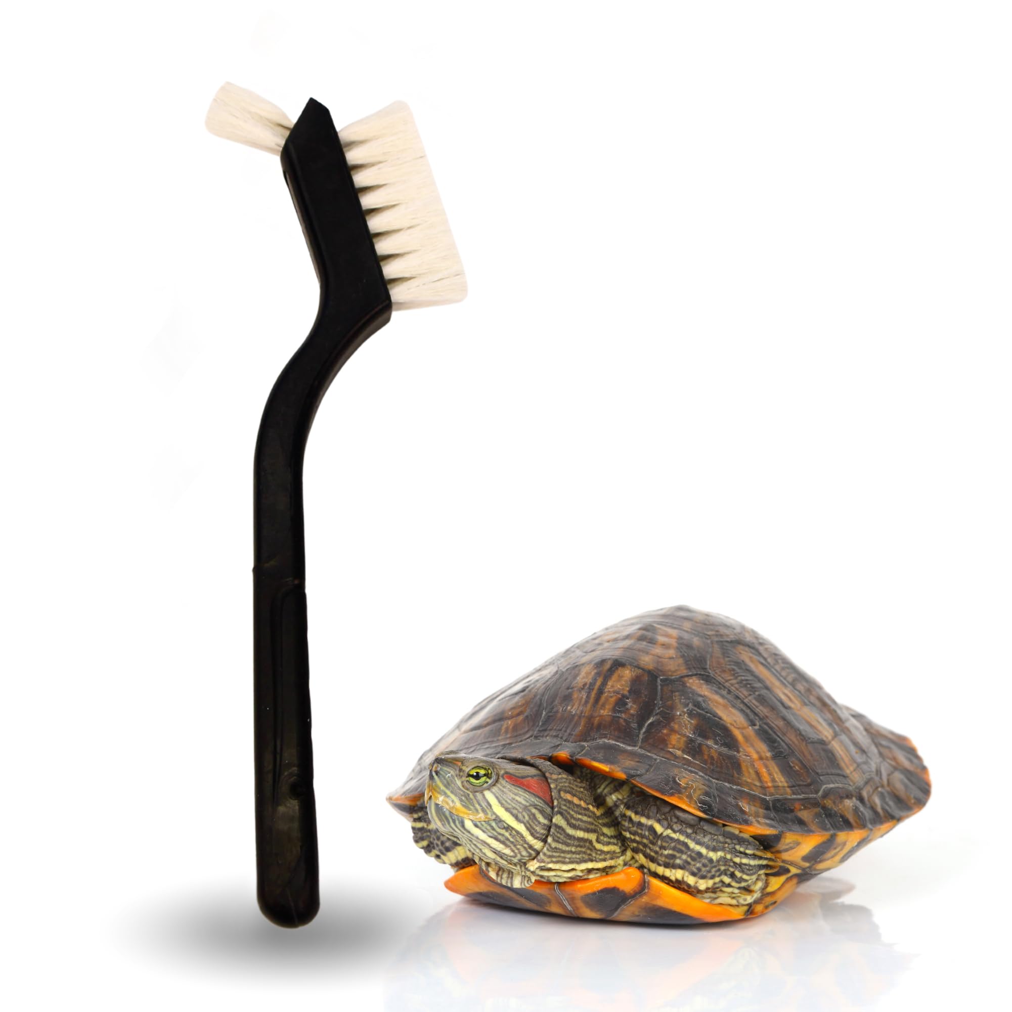 Turtle Cleaning Brush Remove Aquatic Mud, Dirt, & Contaminants from Tortoises Shells & Promoting Shell Health - Goat Hair Bristle Brush with Grip Rubber Handle - Black by Snout and Shell
