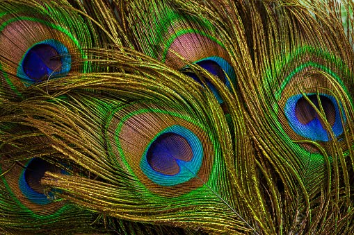 Natural Peacock Feather | Mor Pankh | Real Feather Tails for Home Decor Full Length | Good Luck Art and Craft & Worship (20 PEICE)