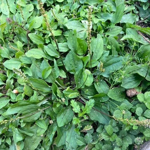 100 pz semi di piantaggine piantaggine biologici letto da balcone con semi di erbe medicinali (piantaggina lanceolata) piante portacontainer pascolo per perenni semi di piante