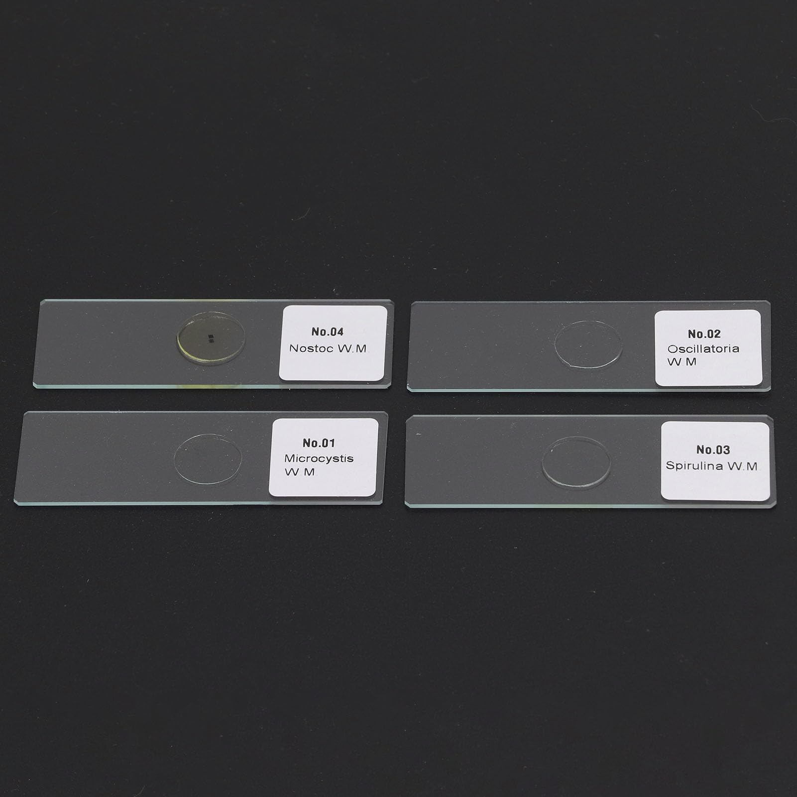 Topyond Portaobjetos para Microscopio, Vidrio, 25 Portaobjetos para Microscopio, Cubierta De Vidrio óptico, Juego De Portaobjetos Transparente para Muestra De Tejido De Células De Algas
