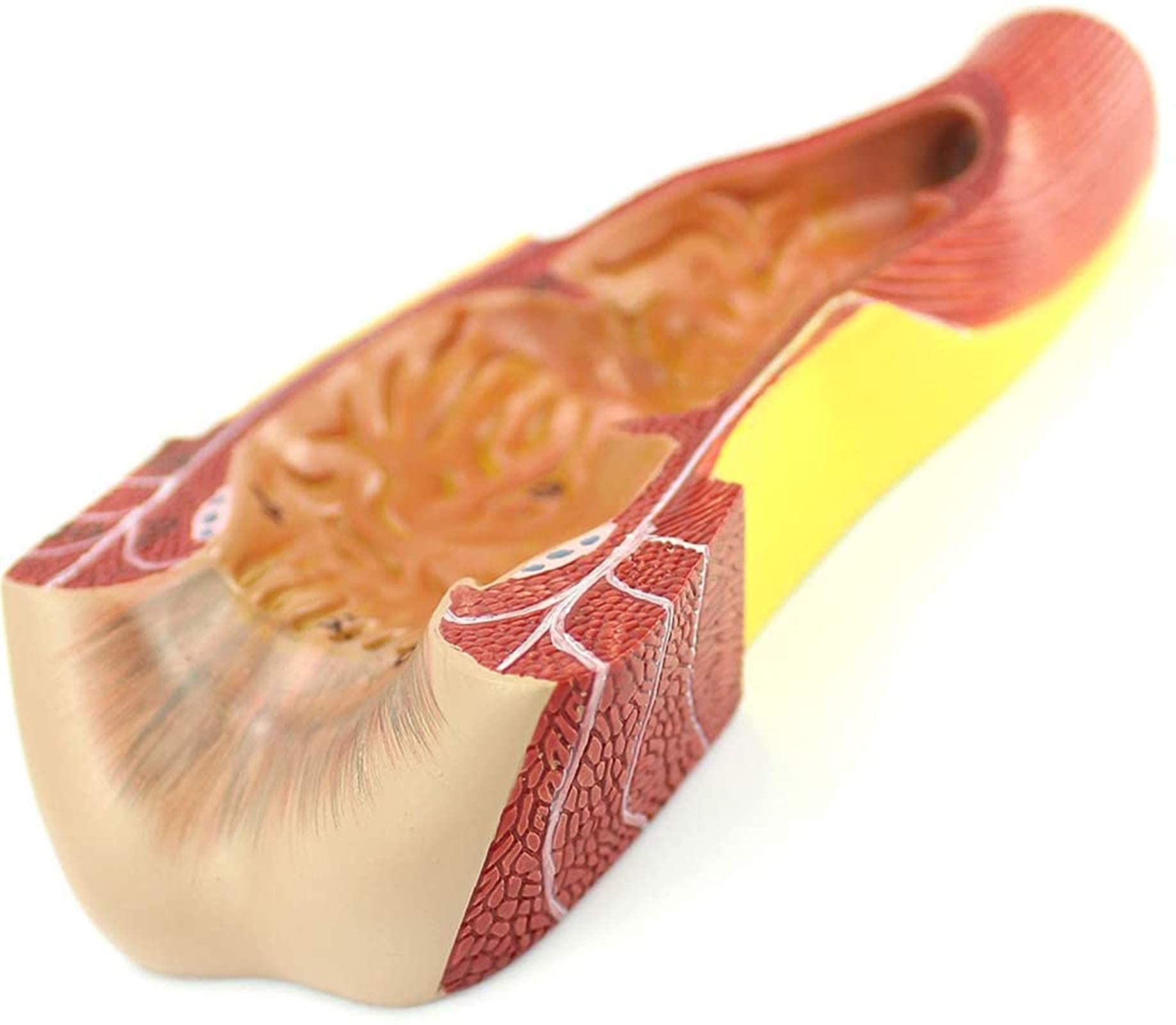 Model anatomiczny, model ludzkiego kanału nicy - narząd ludzki - medyczny model kanału nicy - materiał PCW model anorektalny do nauki nauczania modów medycznych model szkieletu