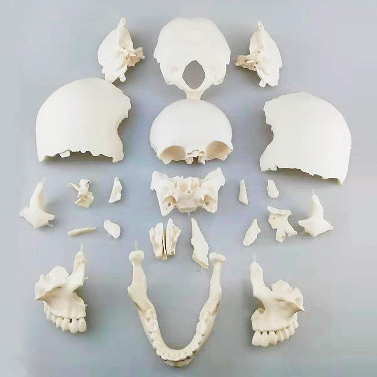 Amazon.com: Adults Skull Disassembled Anatomical Model 22 Parts
