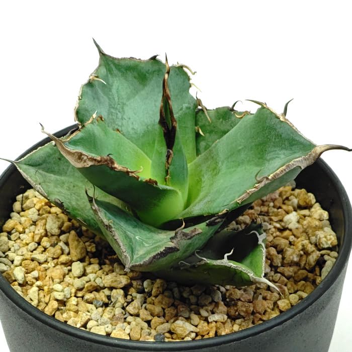 Amazon｜アガベ チタノタ 黒豹 くろひょう Agave titanota Black