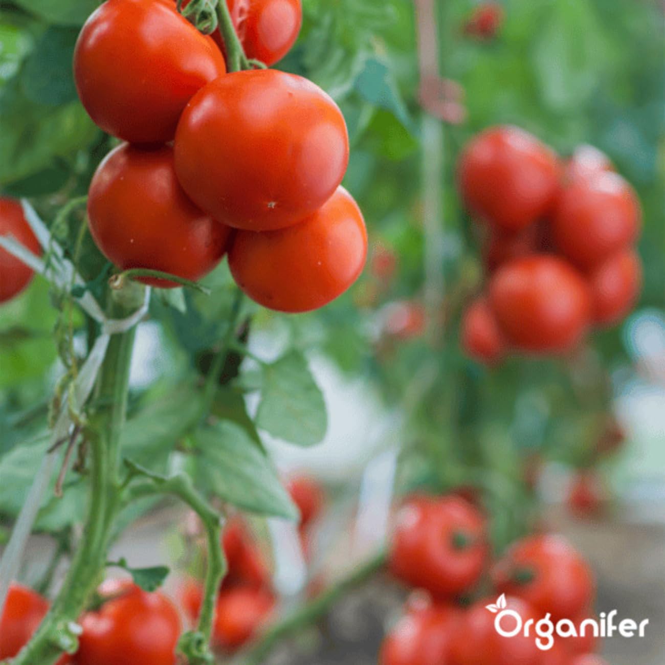 Fertilizante Líquido Para La Fase De Floración - 500ml = 250L | Fertilizante Especial Para Flores - Favorece La Floración Intensiva - Absorción Rápida Y Eficaz De Nutrientes - Organifer