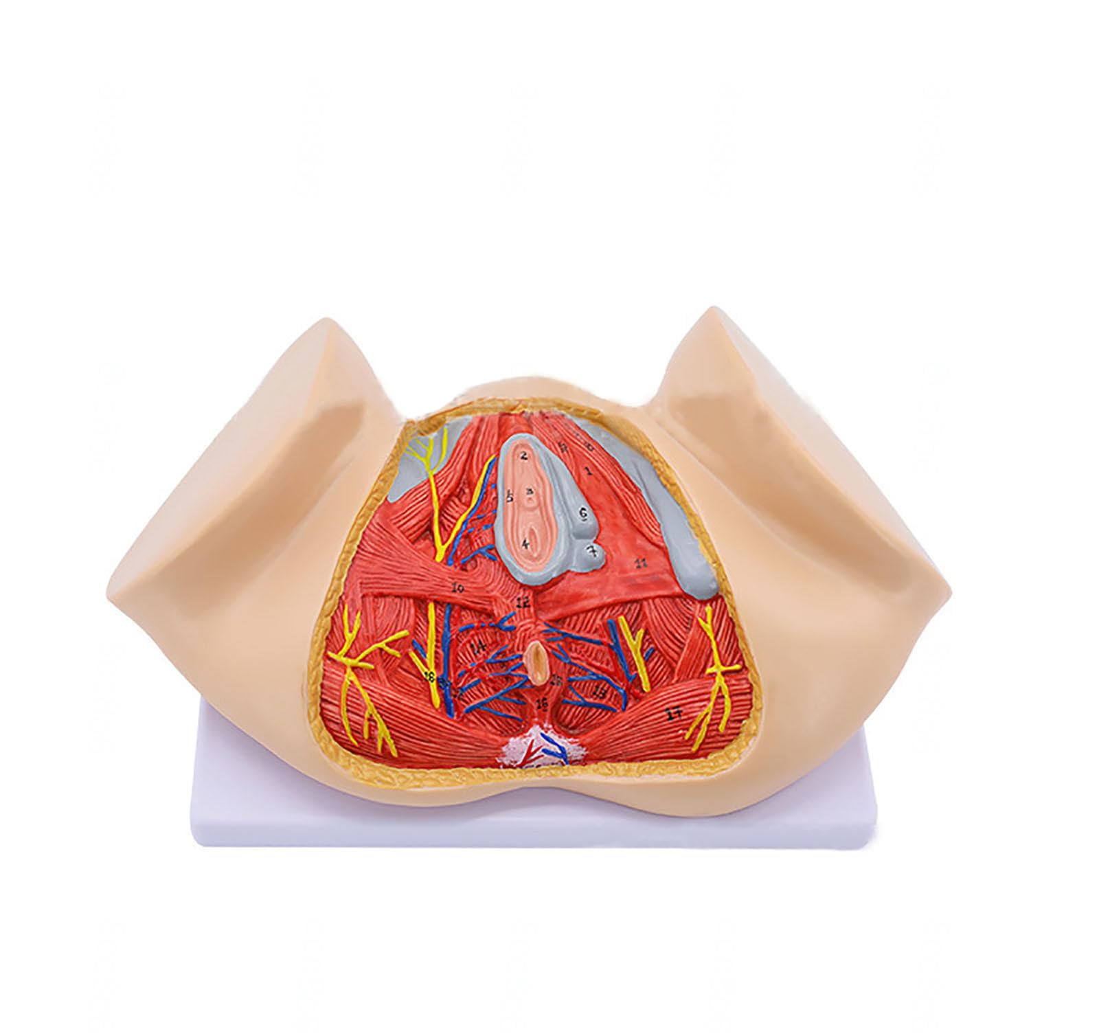 Modèle d'anatomie du périnée féminin avec organes reproducteurs