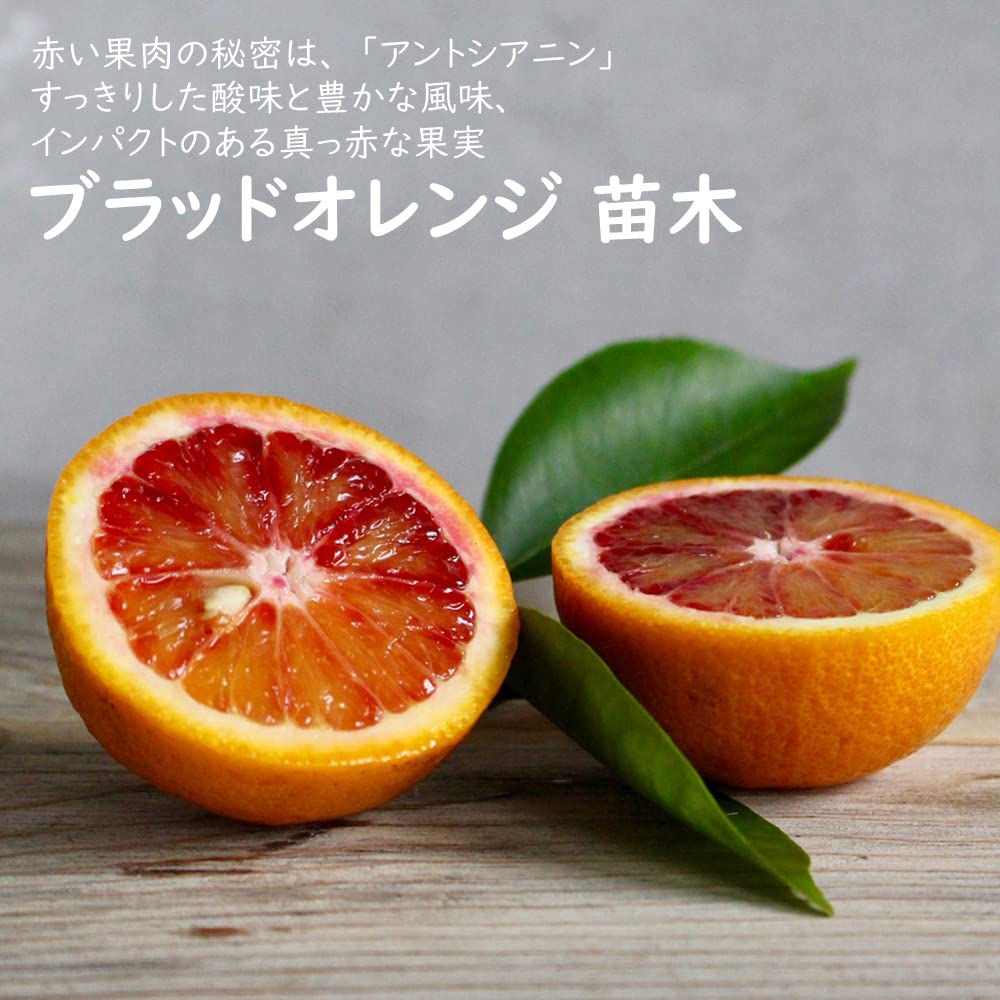 Amazon.co.jp: オレンジ 苗木 ブラッドオレンジ タロッコ 接木