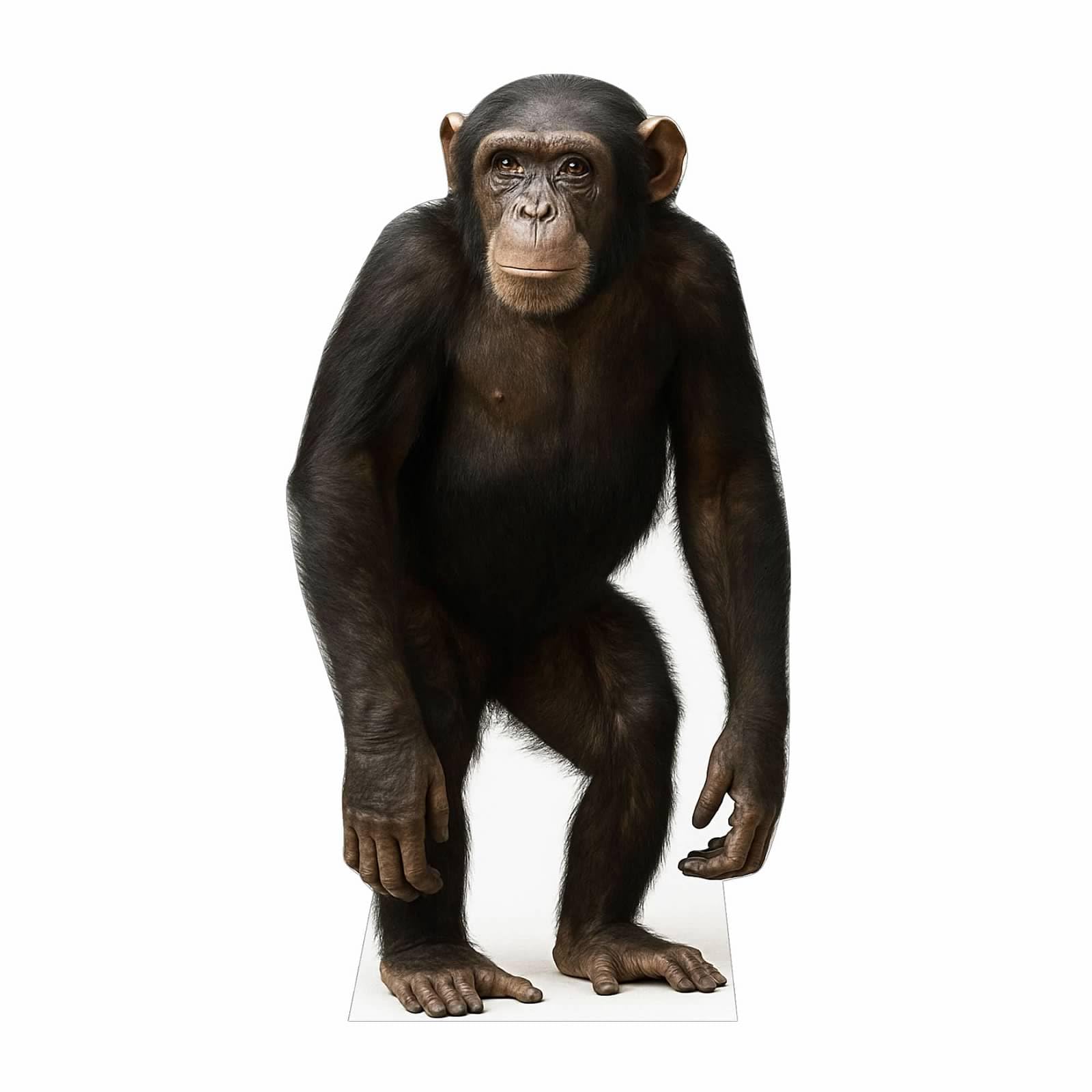 Chimpanzee 5FT Life Size Cardboard Cutout – A Fun Animal Standup for Photo Booths, Birthday Parties, and Events