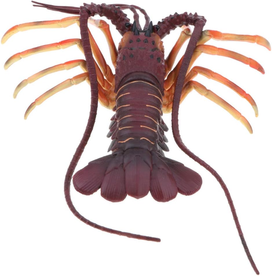 Amazon 海洋動物モデル ロブスター エビ 棘海老 フィギュア 装飾 工芸品 コレクション おもちゃ 贈り物 全４タイプ ４ プラモデル 通販