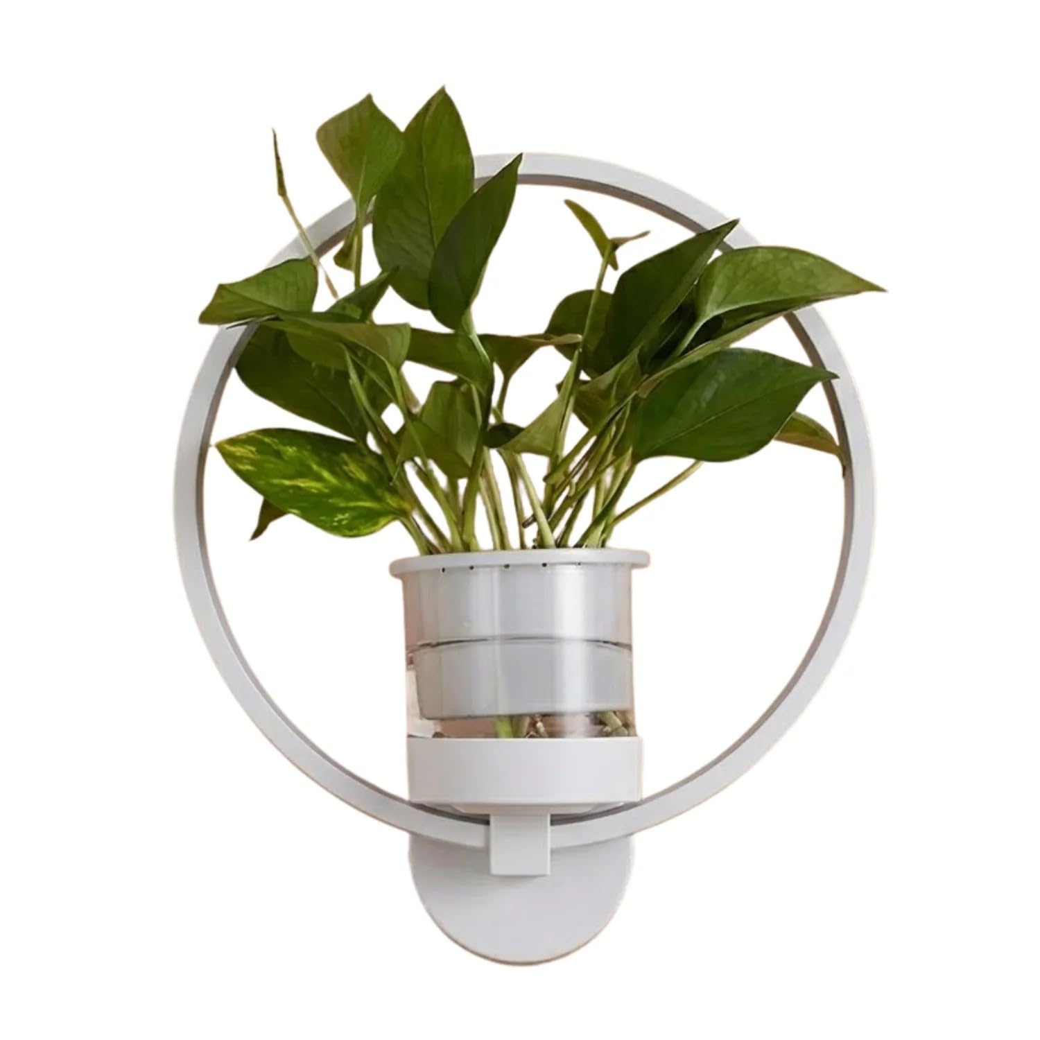 Wall Mounted 360° LED Grow Light with Self Watering Glass Pot for Indoor Plants | Modern Hydroponic Planter for Home & Office Décor | Ideal for Pothos, Money Plant (White, Round)-picture-36