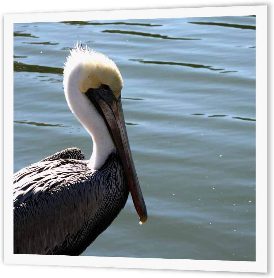 3dRose ht_156170_3 Pelican Head Left Side Against River-Iron on Heat Transfer Paper for White Material, 10 by 10-Inch