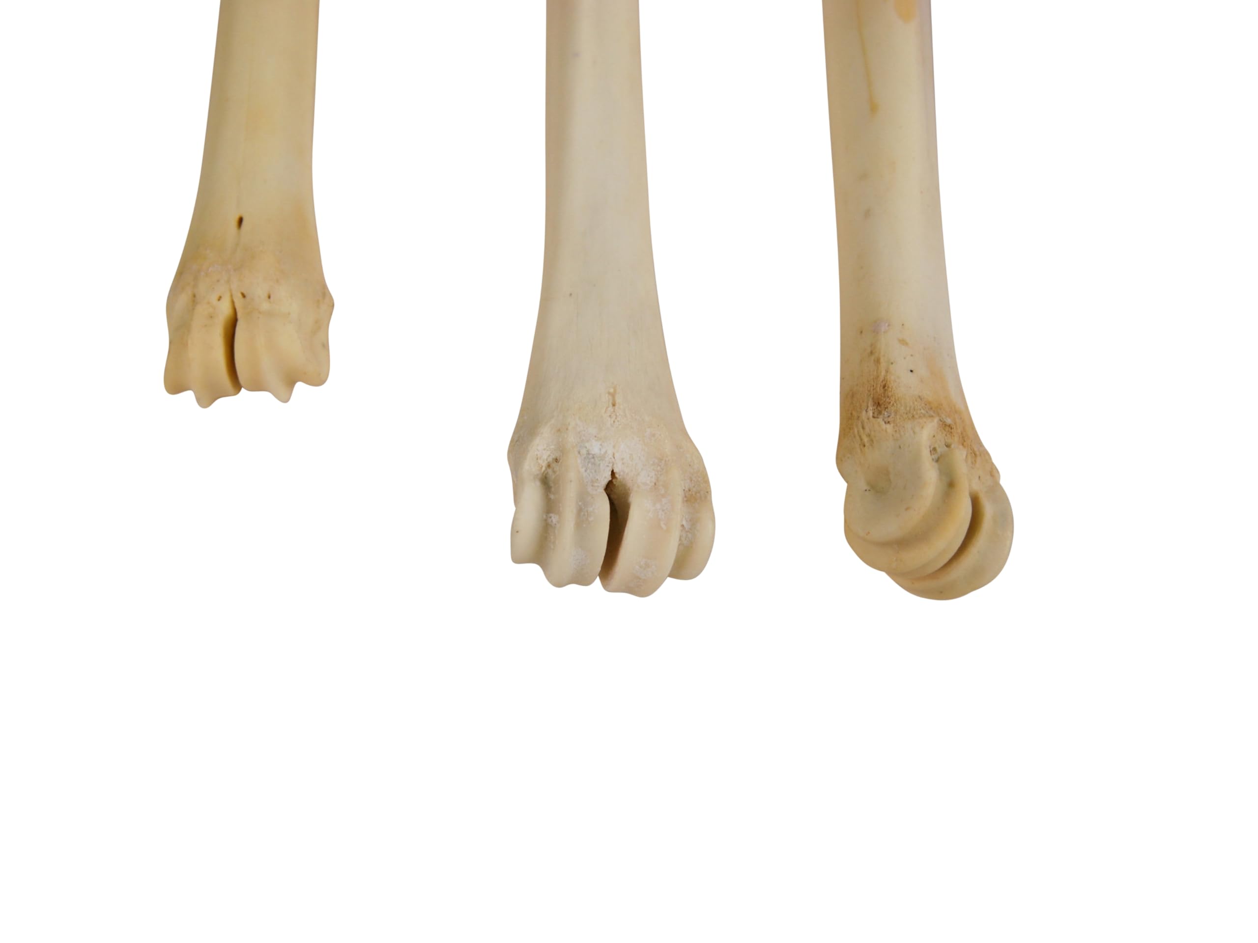 One Assorted Real Deer Leg Bone