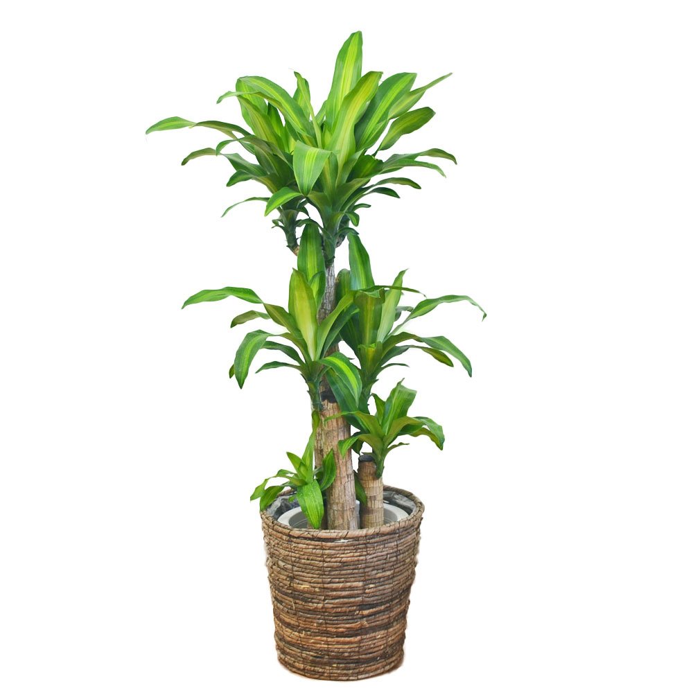 Amazon｜観葉植物 幸福の木(ドラセナ・マッサンゲアナ) 8号 鉢カバー