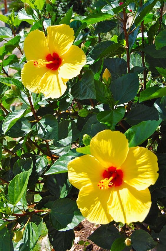 Image of Live Yellow Hibiscus Flower Plant, Gudhal (गुडहल) Live Flower PLant For Gardening and Indoor, Hibiscus rosa-sinensis Flower Plant, 1 Live Plant With Plastic Pot